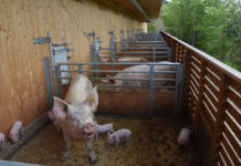 Computer zeigt Befinden jedes Tieres