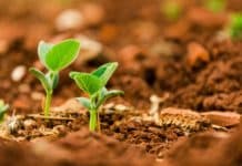 Reiche Sortenauswahl zum Sojaanbau 2023