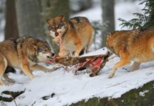 Wölfe im Alpenraum und Zahlen, die für sich sprechen
