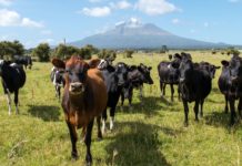 Handelsabkommen mit Neuseeland am Weg zur Ratifizierung