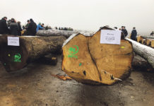 Eiche bleibt Trendholz