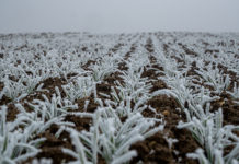Wiener Ackerbau wird auf den Prüfstand gestellt