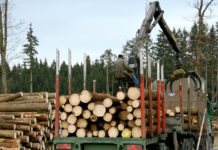 Holzmarkt September ’24: Erst kommt der Schlussbrief, dann der Harvester