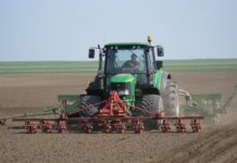 Mit Sonnenblume das Trockenrisiko mindern