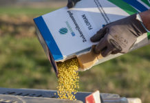 Für Rübenbauern ist Verbot von Neonics „heuchlerisch“