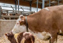 Q-Fieber Gratistest für Milchkühe