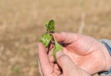 Neonicverbot bedeutet das Aus Zucker aus Österreich