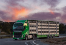 Regeln für Tiertransporte sollten EU-weit gelten