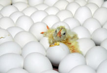 Wieso Millionen Hahnenküken tiefgefroren in Zoos landen