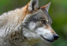 Gewessler für Wolf in EU, Bauernbund kontert Wolf