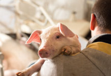 Schweinehalter rüsten ab