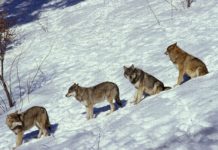 Kärntner Wolfsverordnung wurde rechtzeitig nachgeschärft