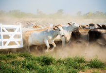 Warnung vor Mercosur „durch die Hintertür” Ausbrechende Rinderherde