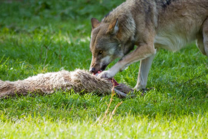 Wolf Jagender Wolf