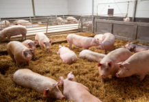 “Kommission macht Tierhaltern unnötig das Leben schwer”