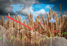 Heuer wird global mit geringerer Weizenernte gerechnet