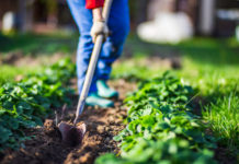 Pflanzenschutz: Wirkstoffe für Biolandbau weniger toxisch