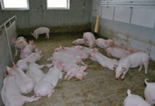 Weniger Vieh in Österreichs Ställen Ferkel in Warmstall