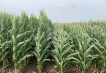 Bayer und der Green Deal – Innovation statt Extensivierung