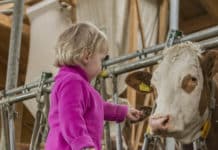 Kinderbetreuung am “sozialen Bauernhof” Kind im Kuhstall