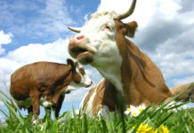 Milchpreisbildung: Zu wenig Kühe oder Gras?