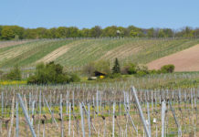 Landwirtschaftskammer Wien: am 19. März wird gewählt
