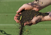 EU-Rapsimporte nehmen zu Raps