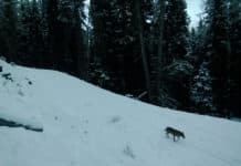 Großraubtiere in Tirol: Jahresbericht 2022