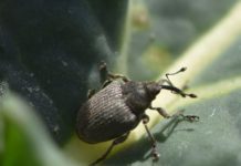 Warndienst zu Rapsschädlingen ist jetzt “scharfgestellt”