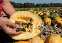 Große Sortenvielfalt bei Ölkürbis