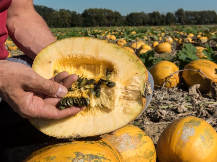 W2307 Oelkuerbis Kerne