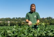 Späte Sojasorten müssen zum Standort passen