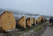 Holzkäufer auf „Brautschau“ nach Oberösterreichs schönsten Blochen
