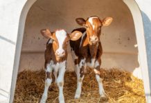 Ab Woche eins im Doppelpack