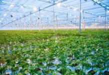 Teure Energie legt Gemüseproduktion lahm