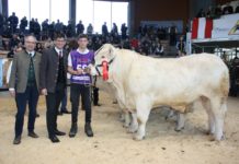 Zollfeldhalle war Treffpunkt der internationalen Fleischrinderzucht