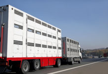 Stärkere Kontrollen bei Vorarlberger Tiertransporten