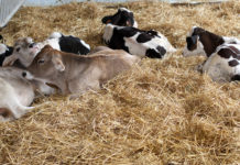 Nachfrage übersteigt Angebot bei Weitem Rosé Kälber