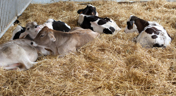 Rosé Kälber Rosé Kälber