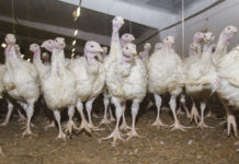 Weitere Zollfreiheit für Putenfleisch aus Ukraine