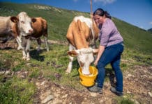 Almen und ihre Zukunft