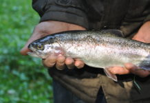 Parasitäre Nierenerkrankung beeinträchtigt Fischpopulation