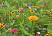 Eine Weide für Bienen, Schmetterlinge und Co.