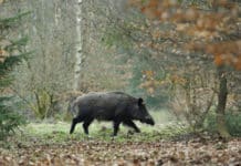 Mehr Wildbret aus den blaugelben Revieren