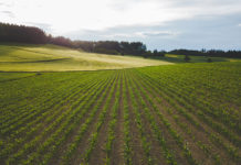 Mit mehr Nährstoffeffizienz zu hohen Maiserträgen