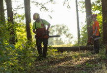 So steht es um den Tiroler Wald
