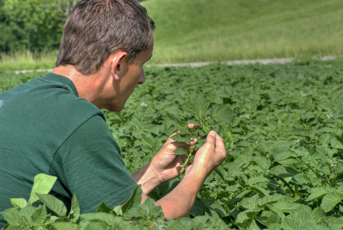 Kartoffelkaefer Untersuchen 5 ID36418