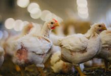 Masthühnerbestand wegen Salmonellenbefall gekeult