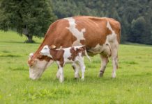 Methan und Rinderhaltung