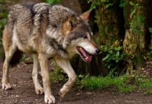 Dritter Risikowolf im Kärntner Gailtal erlegt